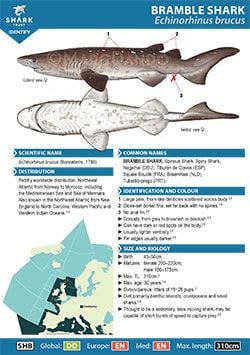 Bramble Shark ID Guide (pdf)