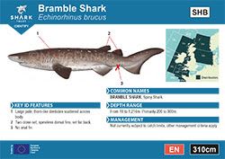 Bramble Shark Pocket Guide (pdf)