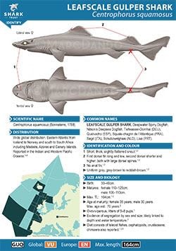 Leafscale Gulper Shark ID Guide (pdf)