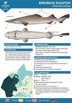 Birdbeak Dogfish ID Guide (pdf)