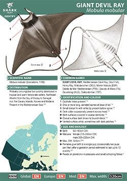 Giant Devil Ray ID Guide (pdf)