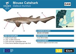 Mouse Catshark Pocket Guide (pdf)