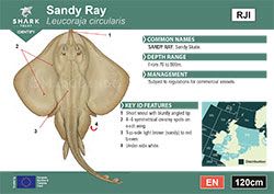 Sandy Ray Pocket Guide (pdf)
