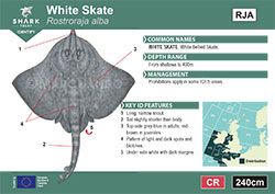White Skate Pocket Guide (pdf)