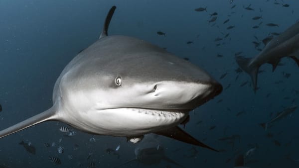 Shark Attacks (Bite Incidents)