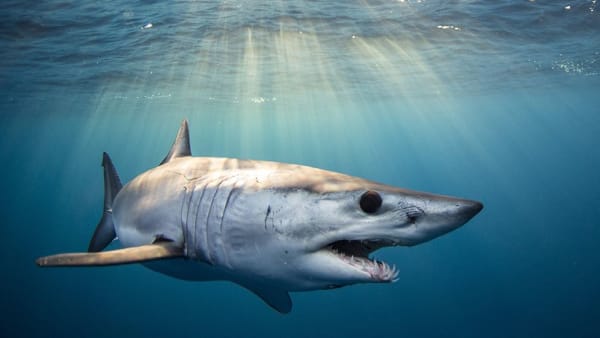 Endangered Mako Sharks Get A Break