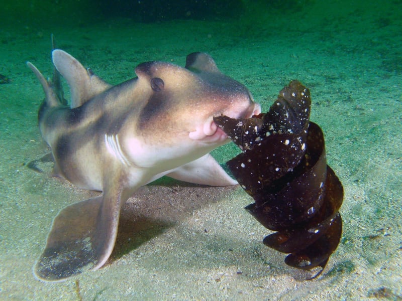 Port Jackson Shark © Taso Viglas, Wikimedia Commons