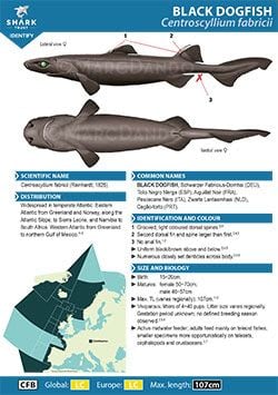 Black Dogfish ID Guide (pdf)