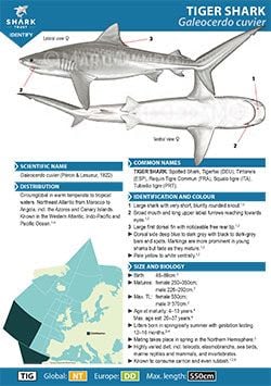 Tiger Shark ID Guide (pdf)