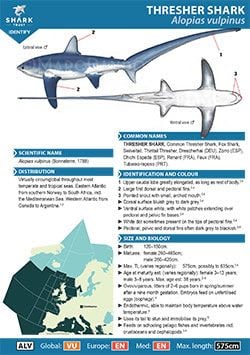 Thresher Shark ID Guide (pdf)