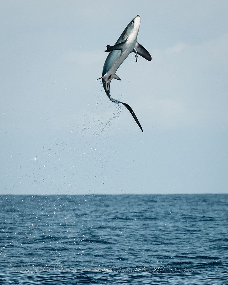 Thresher Shark Breaching © Steve Momot / Wikimedia Commons