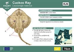 Cuckoo Ray Pocket Guide (pdf)