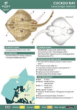 Cuckoo Ray ID Guide (pdf)