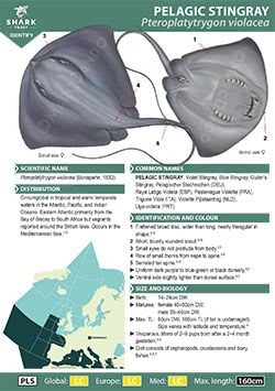 Pelagic Stingray ID Guide (pdf)