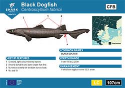 Black Dogfish Pocket Guide (pdf)