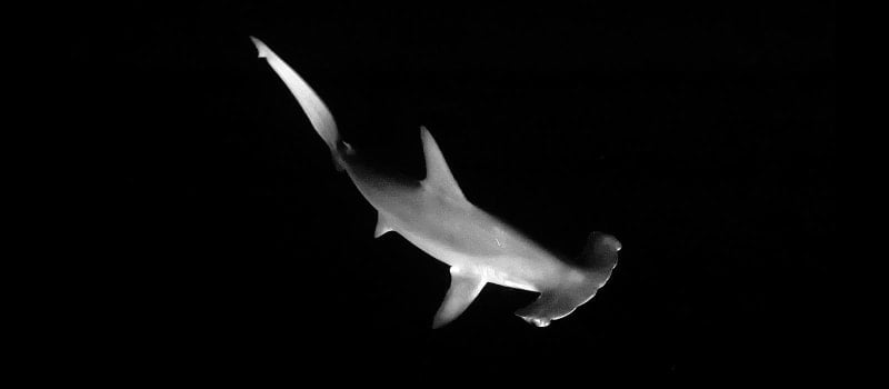 Hammerhead Shark © Tim Priest