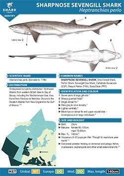 Sharpnose Sevengill Shark ID Guide (pdf)
