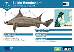 Sailfin Roughshark Pocket Guide (pdf)