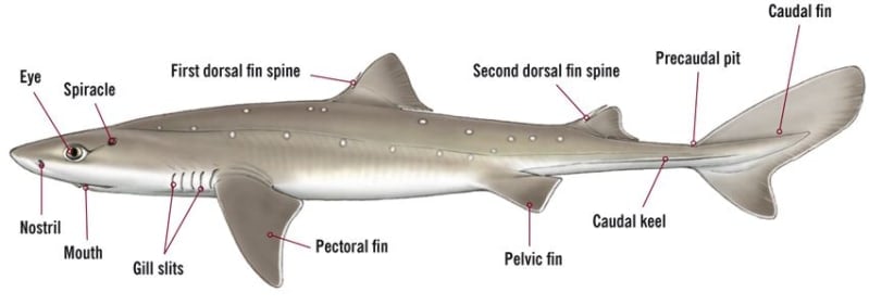 Can You Show Me A Picture Of A Dogfish Male Female Sharks The Shark Trust