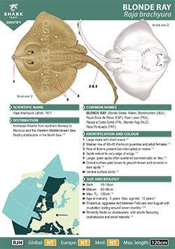 Blonde Ray ID Guide (pdf)