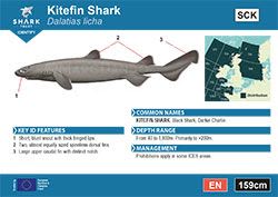 Kitefin Shark Pocket Guide (pdf)