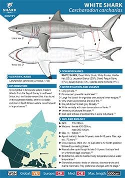 White Shark ID Guide (pdf)