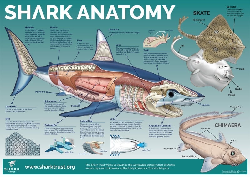 Shark Anatomy Poster (pdf)