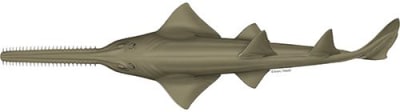 Smalltooth Sawfish Illustration © Marc Dando.