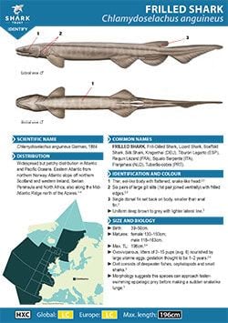 Frilled Shark ID Guide (pdf)