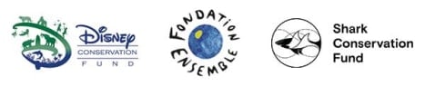 Logos: Disney Conservation Fund, Foundation Ensemble & Shark Conservation Fund