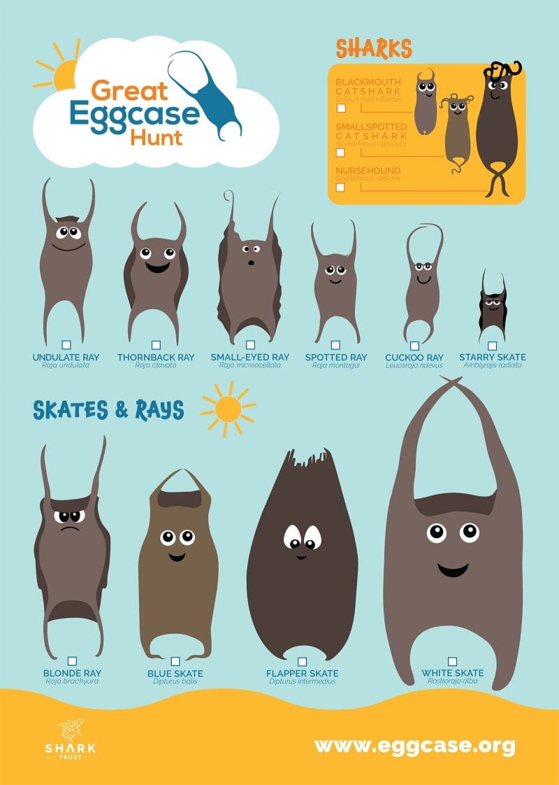 Junior Eggcase ID Guide