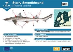 Starry Smoothhound Pocket Guide (pdf)