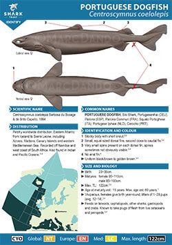 Portuguese Dogfish ID Guide (pdf)