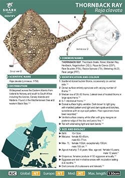 Thornback Ray ID Guide (pdf)