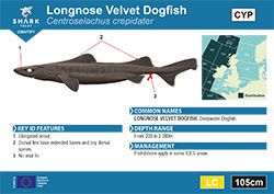 Longnose Velvet Dogfish Pocket Guide (pdf)
