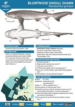 Bluntnose Sixgill Shark ID Guide (pdf)