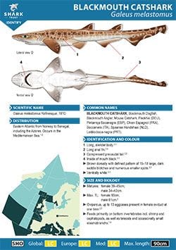 Blackmouth Catshark ID Guide (pdf)
