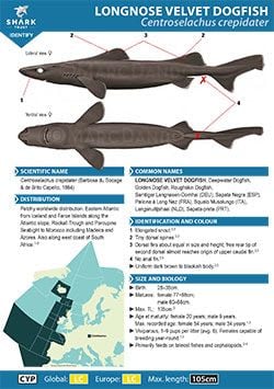Longnose Velvet Dogfish ID Guide (pdf)
