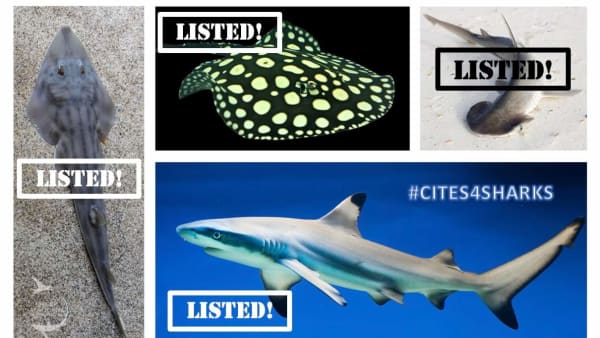Historic Shark & Ray Listings at CITES CoP19