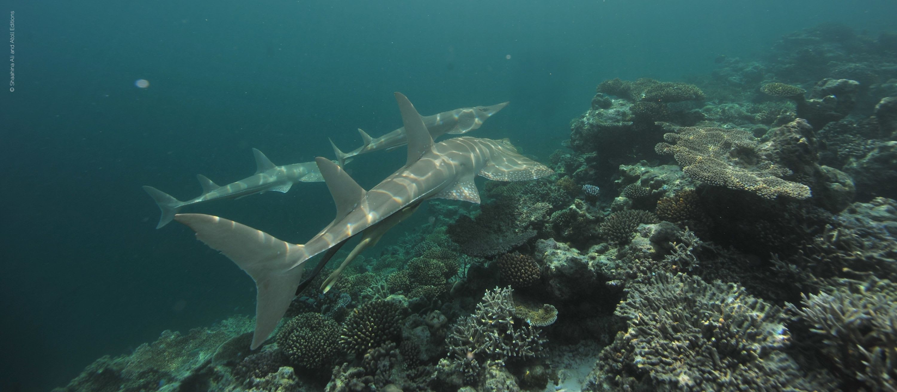 The Convention on International Trade in Endangered Species of Wild Fauna & Flora (CITES)