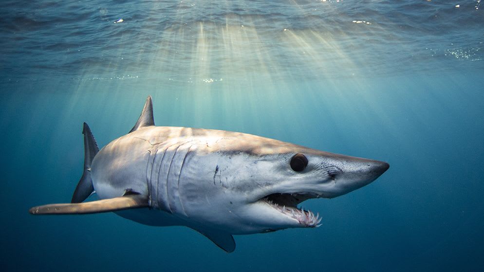 Rally4Makos