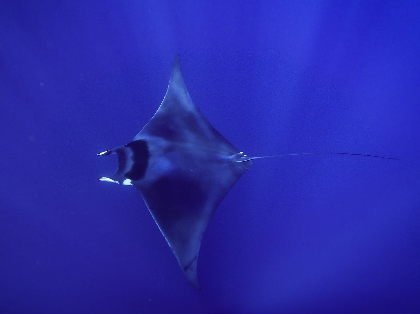 Mediterranean Sharks & Rays