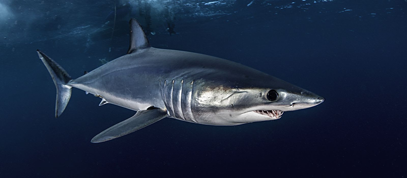 The Blowfish on the World's Fastest Shark