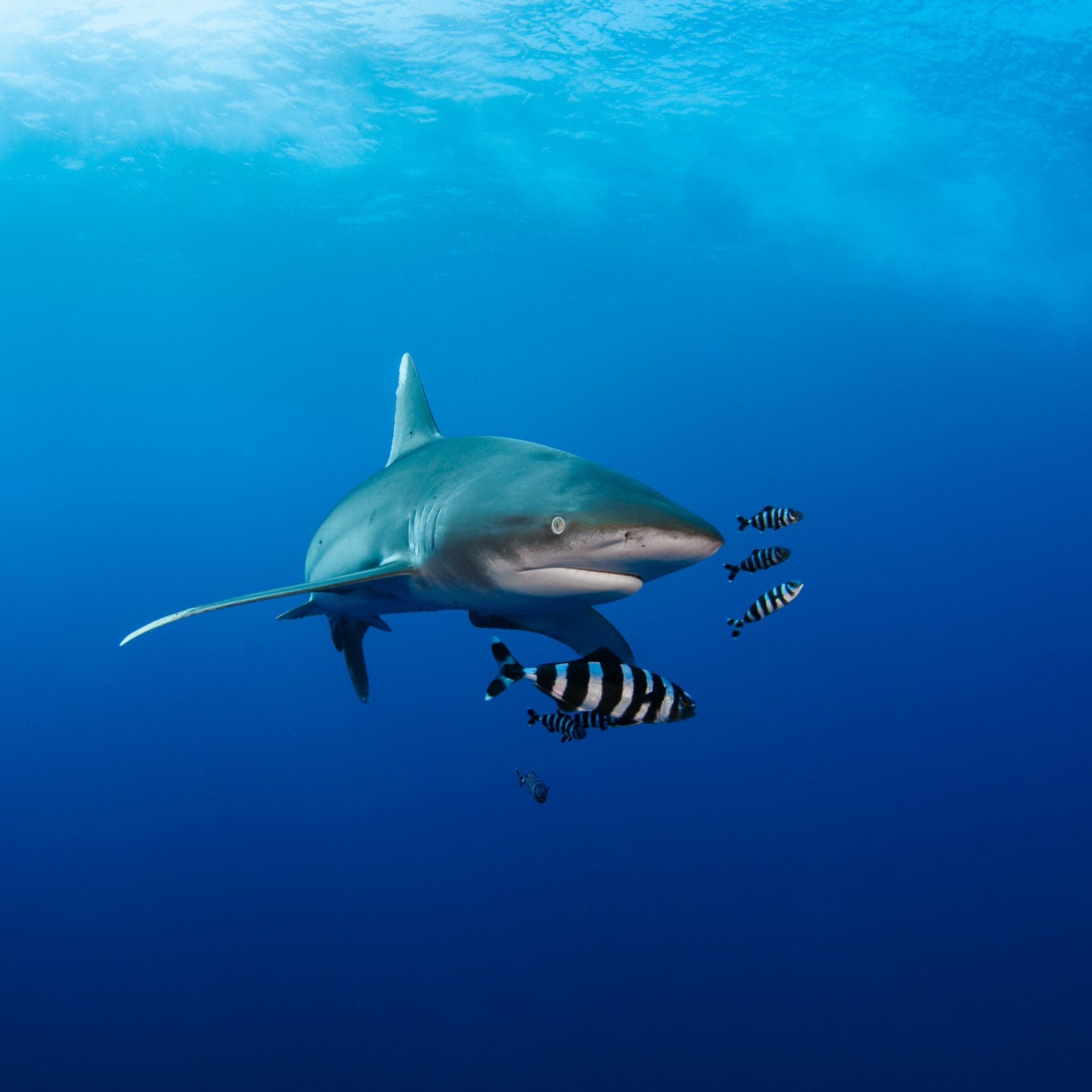 Oceanic Whitetip Shark