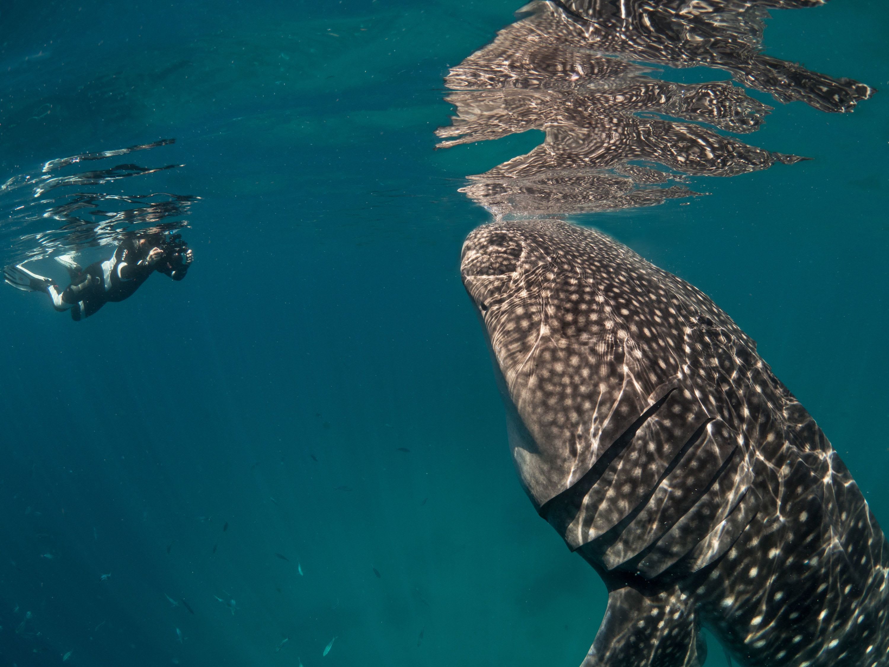 Whale Shark