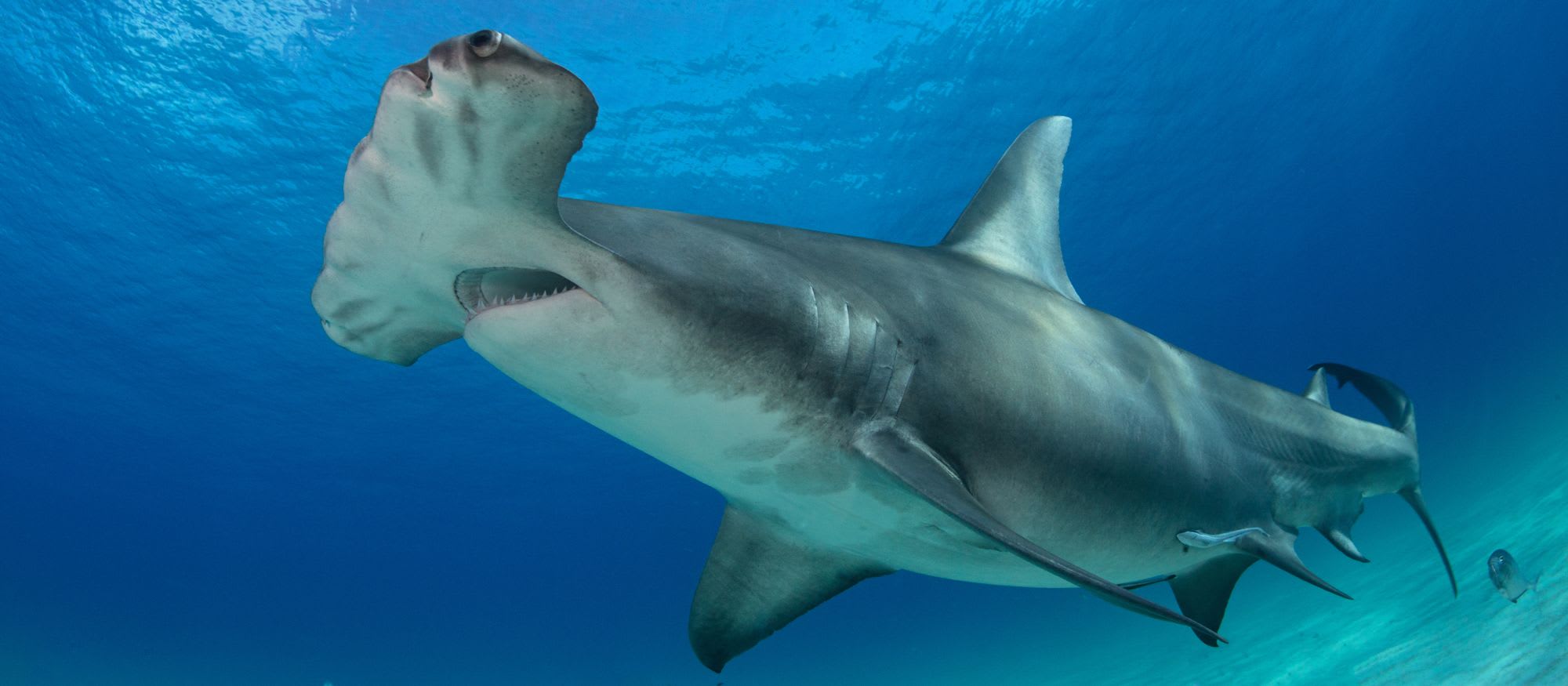 The Year of the Shark