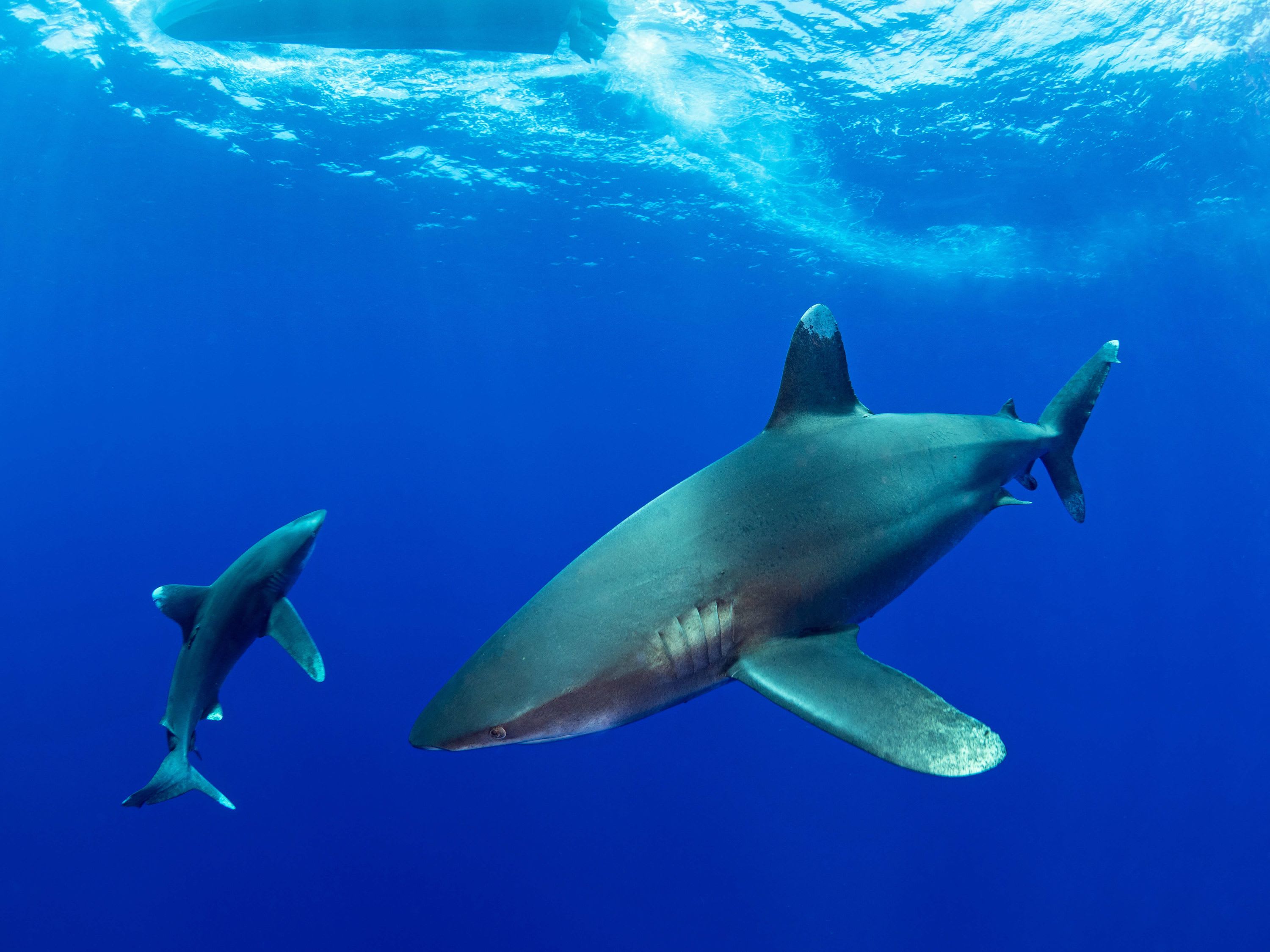 Oceanic Whitetip Shark