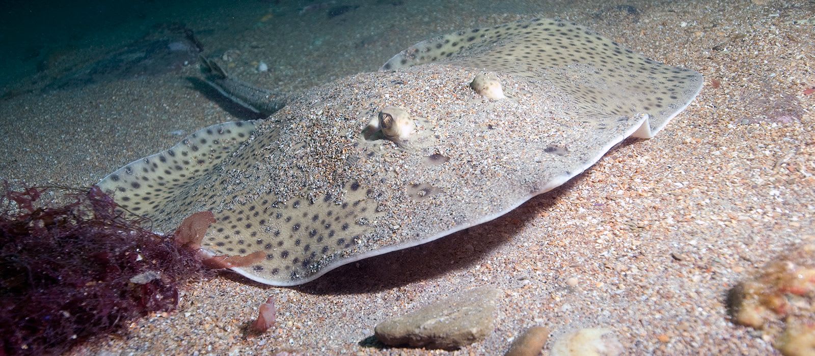 UK Fisheries