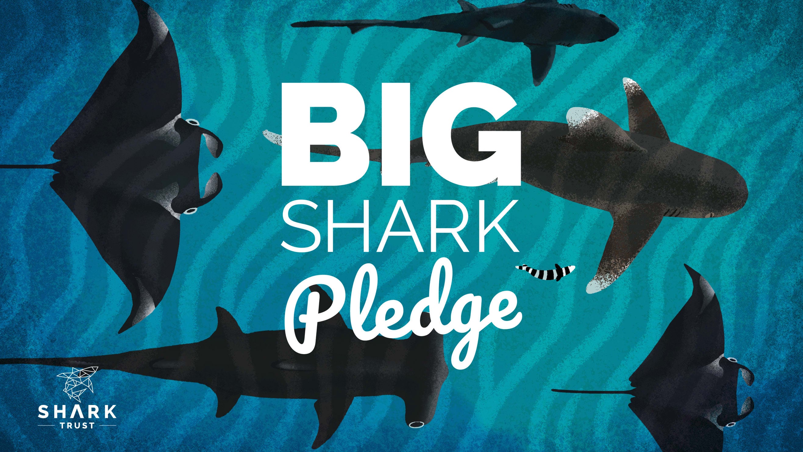 Big Shark Pledge Appeal