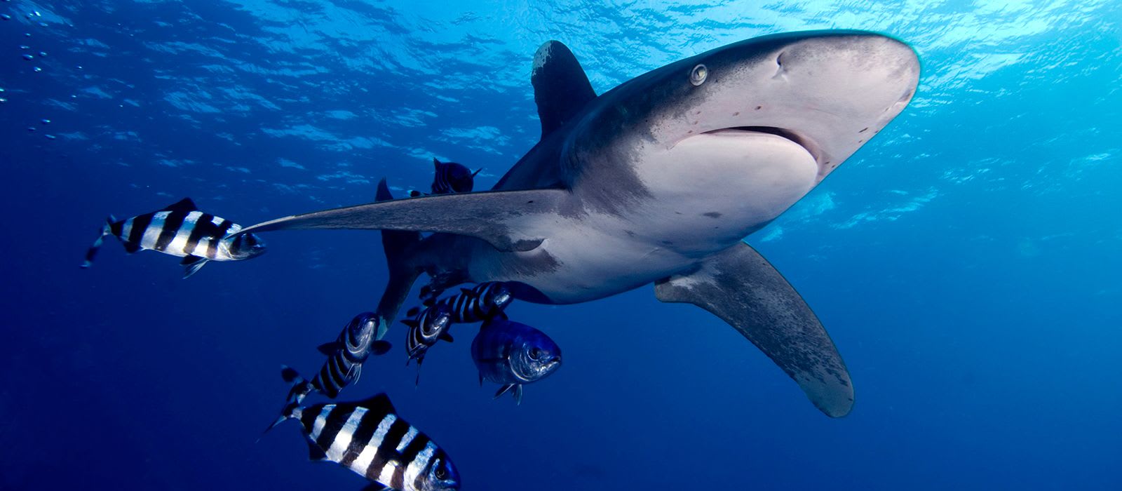 The Convention on the Conservation of Migratory Species of Wild Animals (CMS)